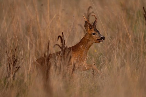 Roebuck, leaf time, Wittlich, Rhineland-Palatinate, Germany, Europe