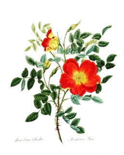 Rosa lutea-bicolor, Rose, Old rose, Rose variety, Illustration from 1799, Historic, digitally