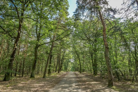 Jungfernheide Forest, Tegel, Reinickendorf, Berlin, Germany, Europe