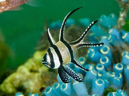 A cardinalfish with a striped fin, Banggai cardinalfish (Pterapogon kauderni), swimming between