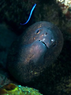 A sooty moray eel (Gymnothorax flavimarginatus) observing a cleaner wrasse, dive site Close