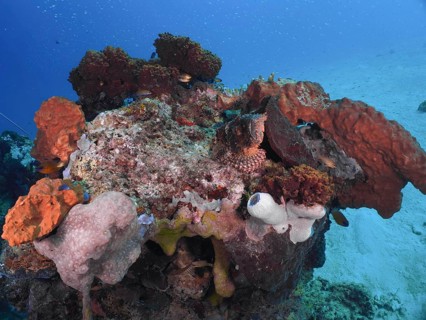A coral reef with various colourful coral formations in the blue sea, with a Papuan scorpionfish
