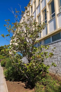 Ficus - Fig tree and various shrubs growing in border next to modern architectural building in late