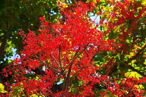 Brachychiton acerifolius, Australian flame tree, Kefalonia, Ionian Islands, Greece, Europe