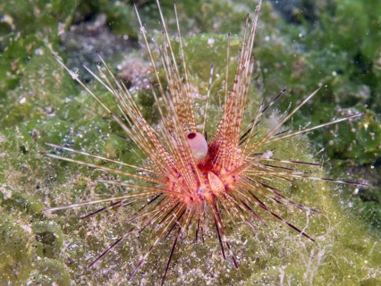 Colourful sea urchin with long spines, Variable Fire Urchin, Blue spotted sea urchin (Astropyga