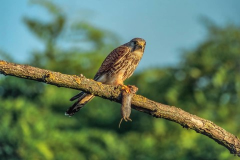 Male Kestrel (Falco tinnunculus) sitting on a branch with prey. Endingen am Kaiserstuhl,
