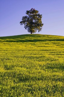 Single English oak (Quercus robur), near Fuessen, Ostallgaeu, Bavaria, Germany, Europe
