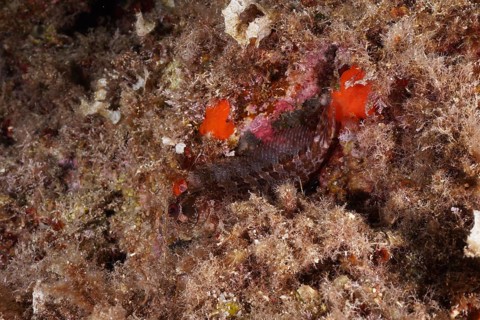 A Tompot blenny (Parablennius gattorugine) camouflages itself between colourful sea sponges and