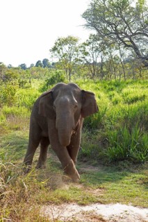 Sri Lanka Elephant or Ceylon Elephant (Elephas maximus maximus), Hurulu Eco-Park or Eco-Park, North