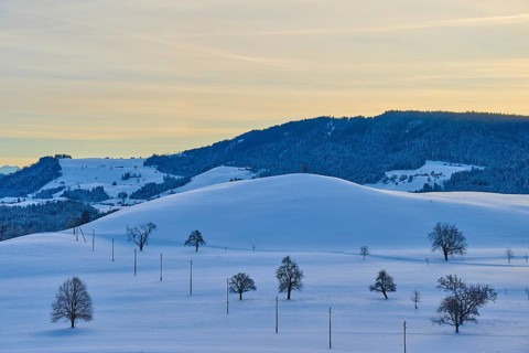 Snowy hills with scattered trees and a mountain in the background, under a pastel-coloured sky at
