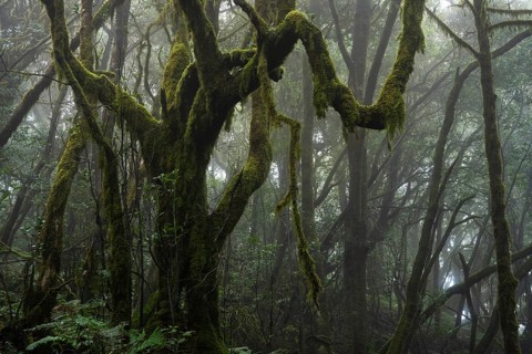 Laurel trees with mosses and lichens in the cloud forest. Foggy weather. Garajonay National Park,