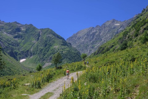 Flowering mullein (Verbascum), hike to Refugio Soria Ellena, Entracque, province of Cuneo, Italy,