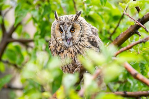 Long-eared owl (Asio otus), or lesser horned owl, sitting on a branch, captive, Pyrenees,