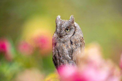 Eastern screech owl (Megascops asio) or Eastern screech-owl, captive, sitting in middle of a sea