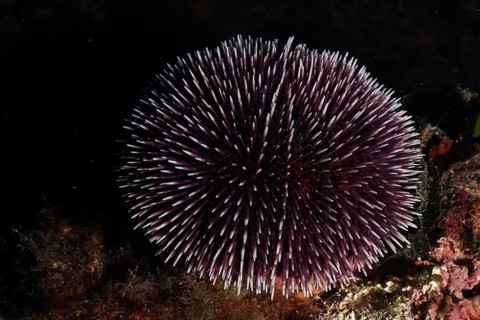 Round sea urchin with numerous spiny outgrowths, Sphaerechinus granularis, under water on rock.