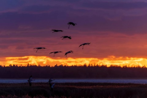 Silhouettes of birds flying against an orange sunset sky, Crane (Grus grus) wildlife, Western