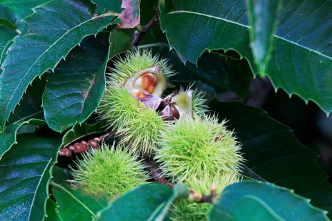 Chestnuts, September, Mecklenburg-Western Pomerania, Germany, Europe