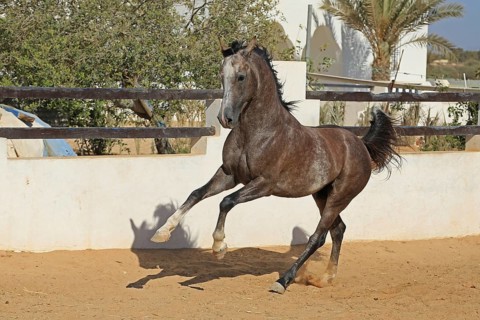 Arabian horse, thoroughbred Arabian, Djerba, Tunisia, Africa
