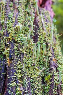 Close up at growing Trumpet cup lichen (Cladonia) on a tree stump