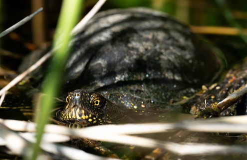 European pond turtle (Emys orbicularis), female, sunbathing, water, Lower Austria