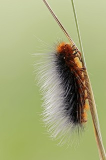 Garden tiger moth (Arctia caja), caterpillar, North Rhine-Westphalia, Germany, Europe