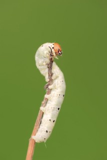 Frosted green (Polyploca ridens), caterpillar, North Rhine-Westphalia, Germany, Europe