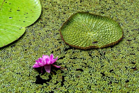 Water lilies with flower, Amazon Museum MUSA, Cidade de Deus, Manaus, Brazil, South America