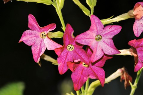 Ornamental tobacco (Nicotiana alata), flowers, native to South America, ornamental plant, North