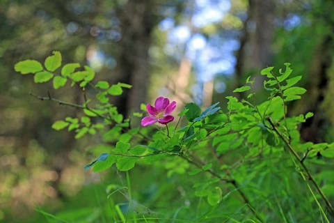 Alpine rose (Rosa pendulina L.)