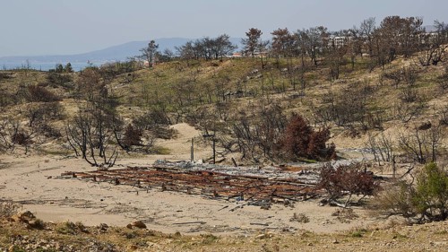 Burnt landscape with debris and bare trees, dry and brown, forest fires, summer 2023, forest fire