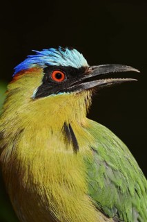 Amazon moth or blue-crowned moth (Momotus momota, Ramphastos momota), portrait, captive, occurrence