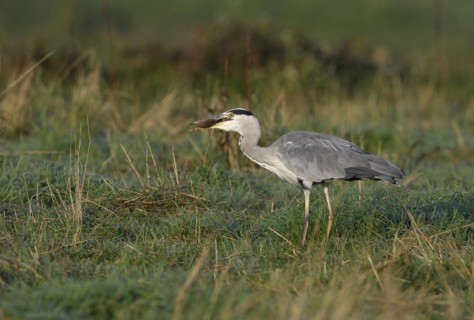 Grey heron (Ardea cinerea) hunting in a meadow with a mouse in its beak, Lower Rhine, North