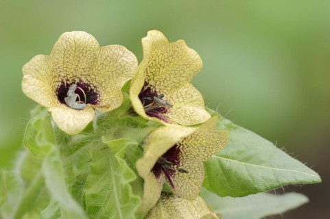 Black henbane (Hyoscyamus niger), flowers, North Rhine-Westphalia, Germany, Europe