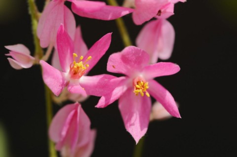 Coral vine or Mexican knotweed (Antigonon leptopus, Antigonon cinerascens), flowers, native to