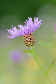 Meadow knapweed or brown knapweed (Centaurea jacea), flower, North Rhine-Westphalia, Germany,