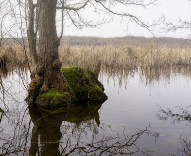 Trees in the damp ground by the Bodden, Binz, Rügen, Mecklenburg-Western Pomerania, Germany, Europe