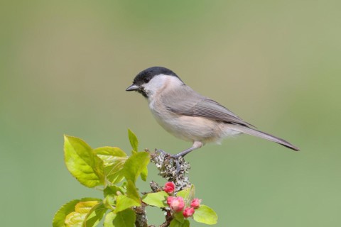 Marsh tit (Parus palustris) sitting on a branch with apple blossoms, Songbird, Birds, Wildlife,