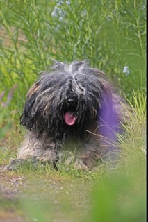 Puli, rare dog breed