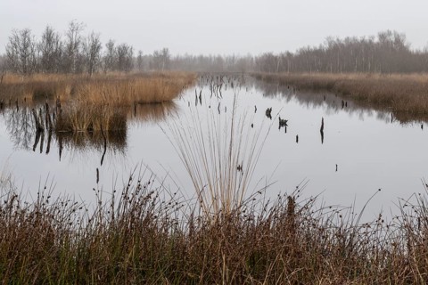 Autumnal moor landscape, Bargerveen, province of Drenthe, Netherlands
