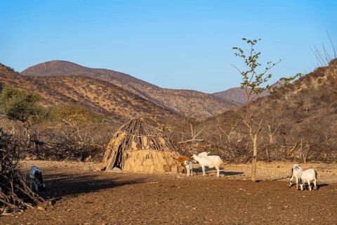 Goats and huts in a traditional Himba village, in the morning light, Kaokoveld, Kunene, Namibia,