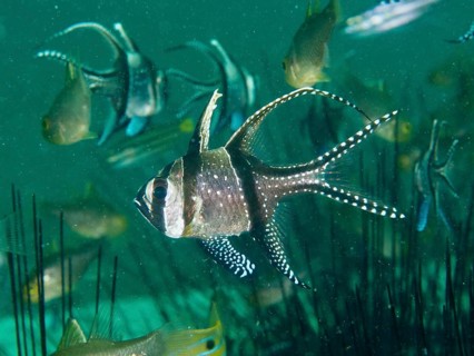 A school of striped Banggai cardinalfish (Pterapogon kauderni) swimming near Diadema setosum, dive
