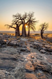 African baobab (Adansonia digitata), several trees at sunrise, sun star, Kubu Island (Lekubu), Sowa