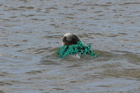 Grey seal (Halichoerus grypus) adult animal swimming in the sea with netting wrapped around its