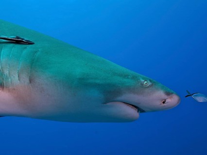 Close-up of a lemon shark (Negaprion brevirostris) with a ship keeper (Echeneidae) in the open blue