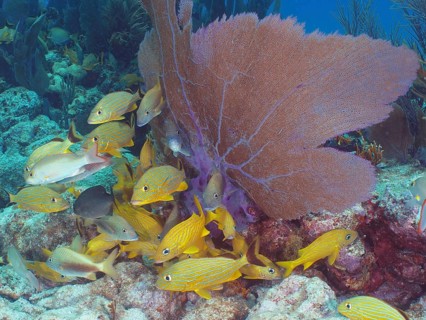 Tropical fish swim around a colourful coral reef with purple Venus fans (Gorgonia ventalina), dive