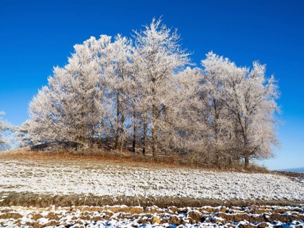Birch Trees, (Betula pendula), a group of trees at the edge of a field, covered in hoar frost, set