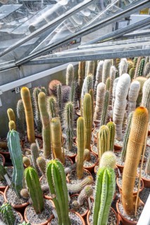 Botanical Garden, greenhouse with cacti and succulents, Zurich Succulent Collection, Switzerland,