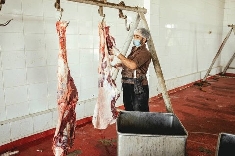 Cutting up a slaughtered dromedary (camelus dromedarius), camel slaughter, Salalah slaughterhouse,