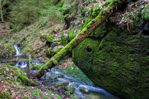 Polenztal in Saxon Switzerland, Hohnstein, Saxony, Germany, Europe