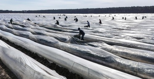 The first asparagus is harvested from a foil-covered asparagus field, Beelitz, 26/03/2024